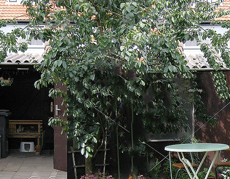 plum-tree