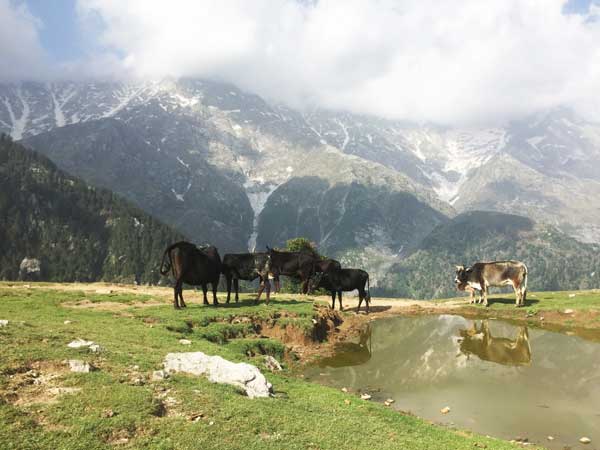 Himalaya uitzicht met koeien