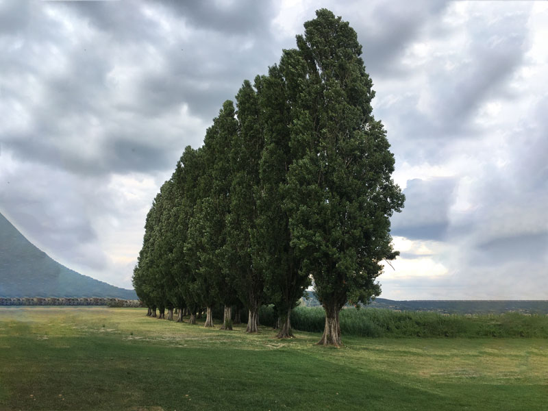 Populieren bomen